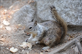 Yosemite NP